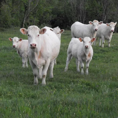 11 Pers., Charme Rural, Internet, Animaux Admis - Fr-1-496-86 Saint-Paul-de-Vezelin